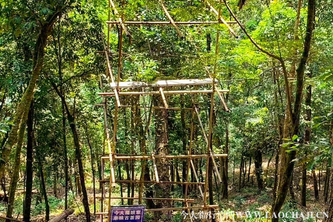 <a href=http://m.irkerecue.com target='_blank'>今大福普洱茶</a>行情網(wǎng) 今大福普洱茶行情網(wǎng)