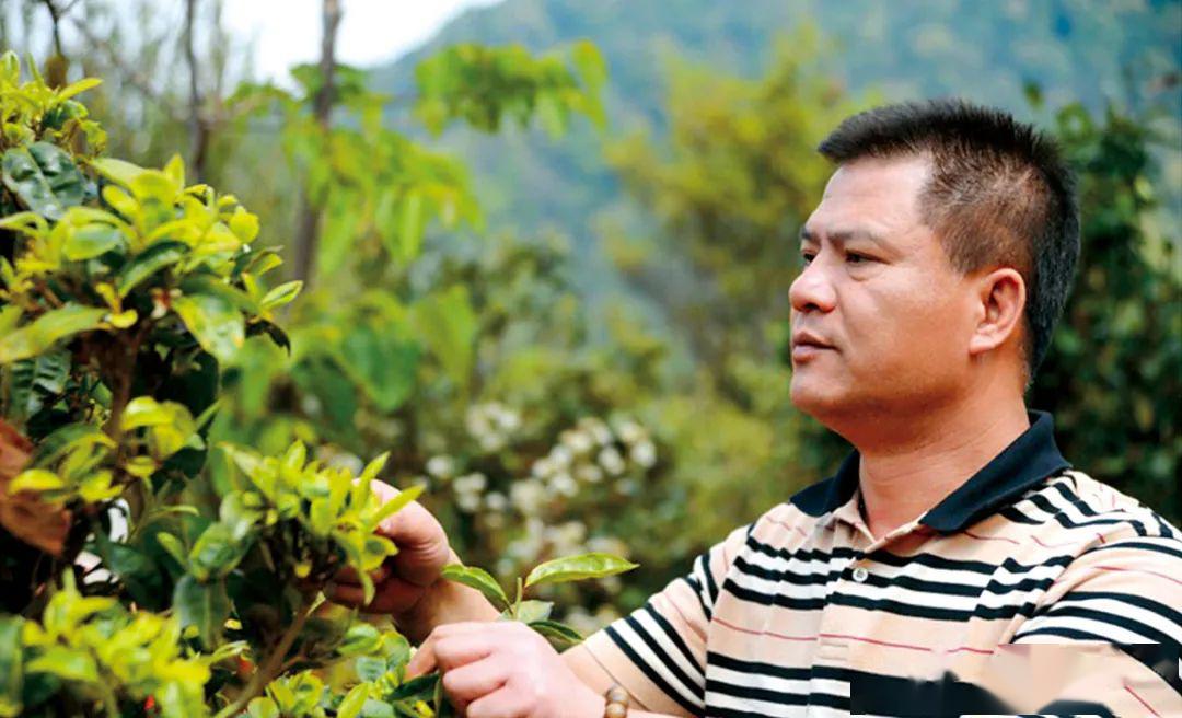 <a href=http://m.irkerecue.com target='_blank'>今大福</a>茶葉創(chuàng)始人何寶強(qiáng)