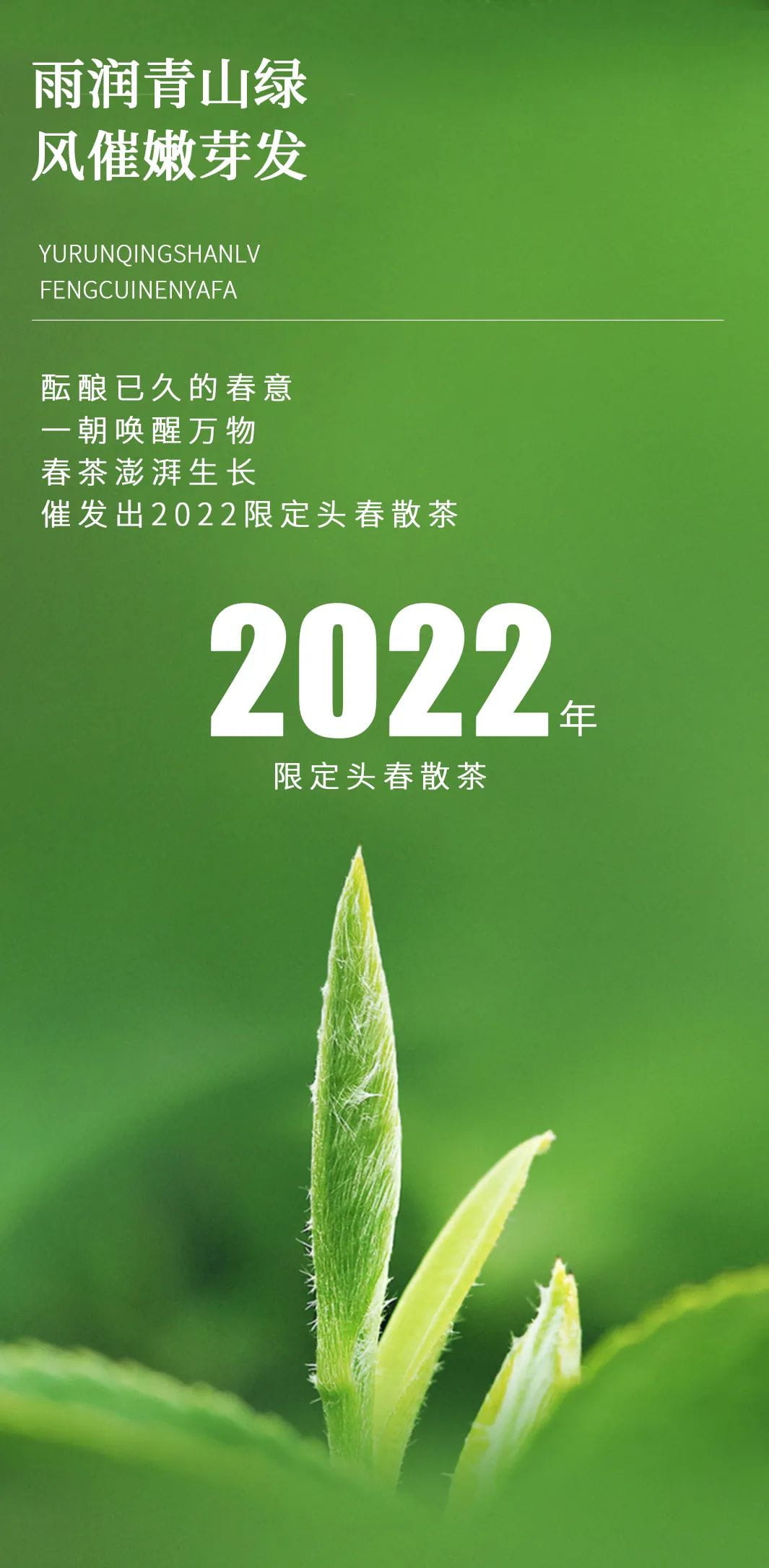 今大福2022年限定頭春散茶 今大福2022年限定頭春散茶