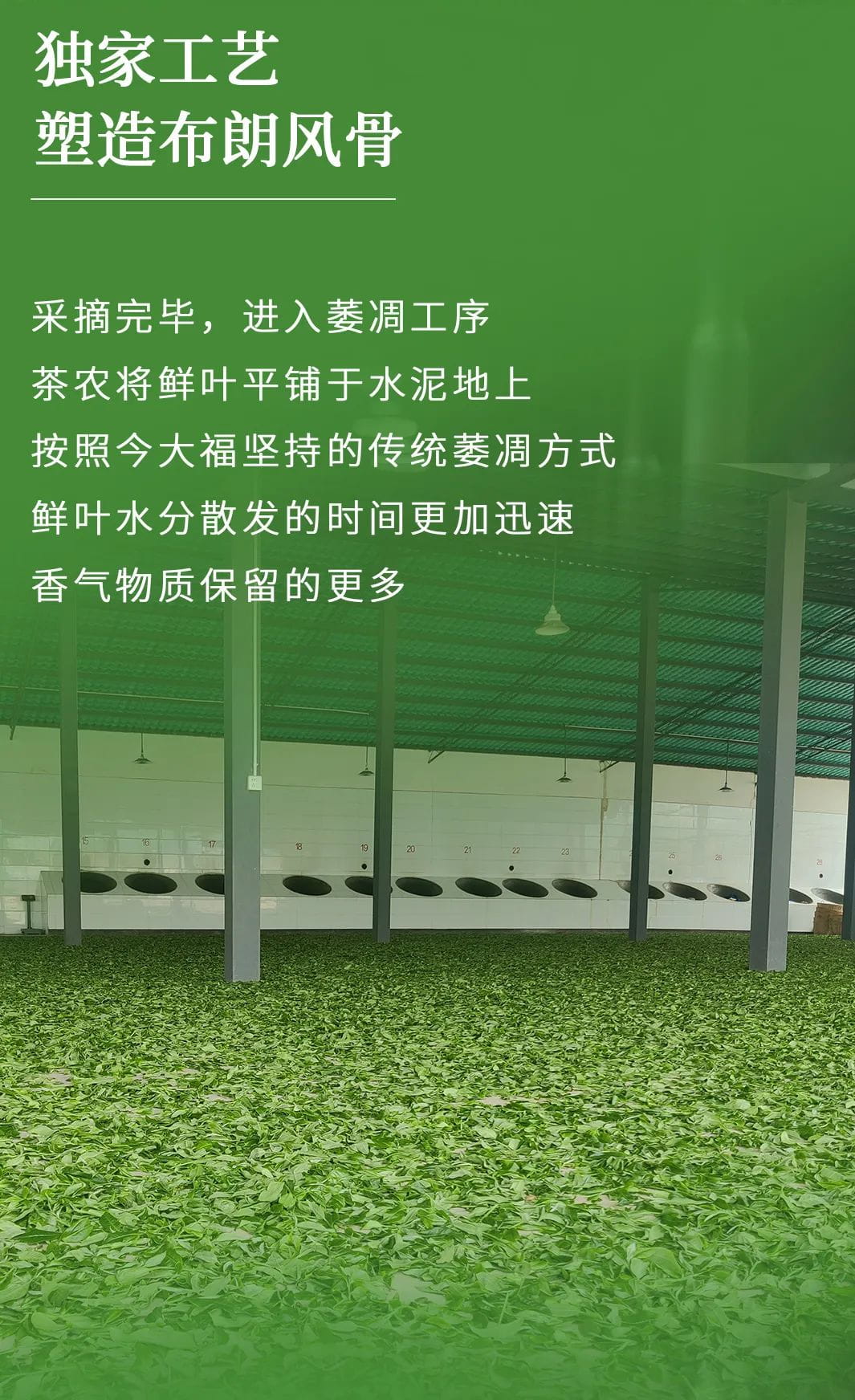 今大福2022年限定頭春散茶 今大福2022年限定頭春散茶