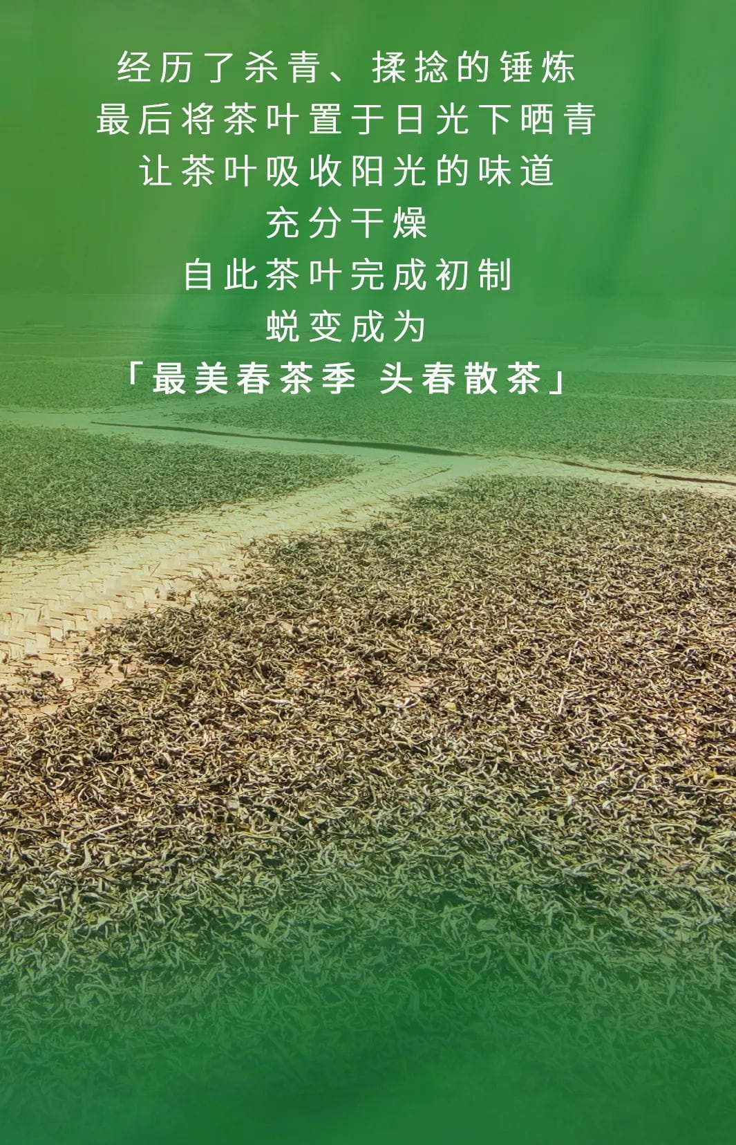 今大福2022年限定頭春散茶 今大福2022年限定頭春散茶