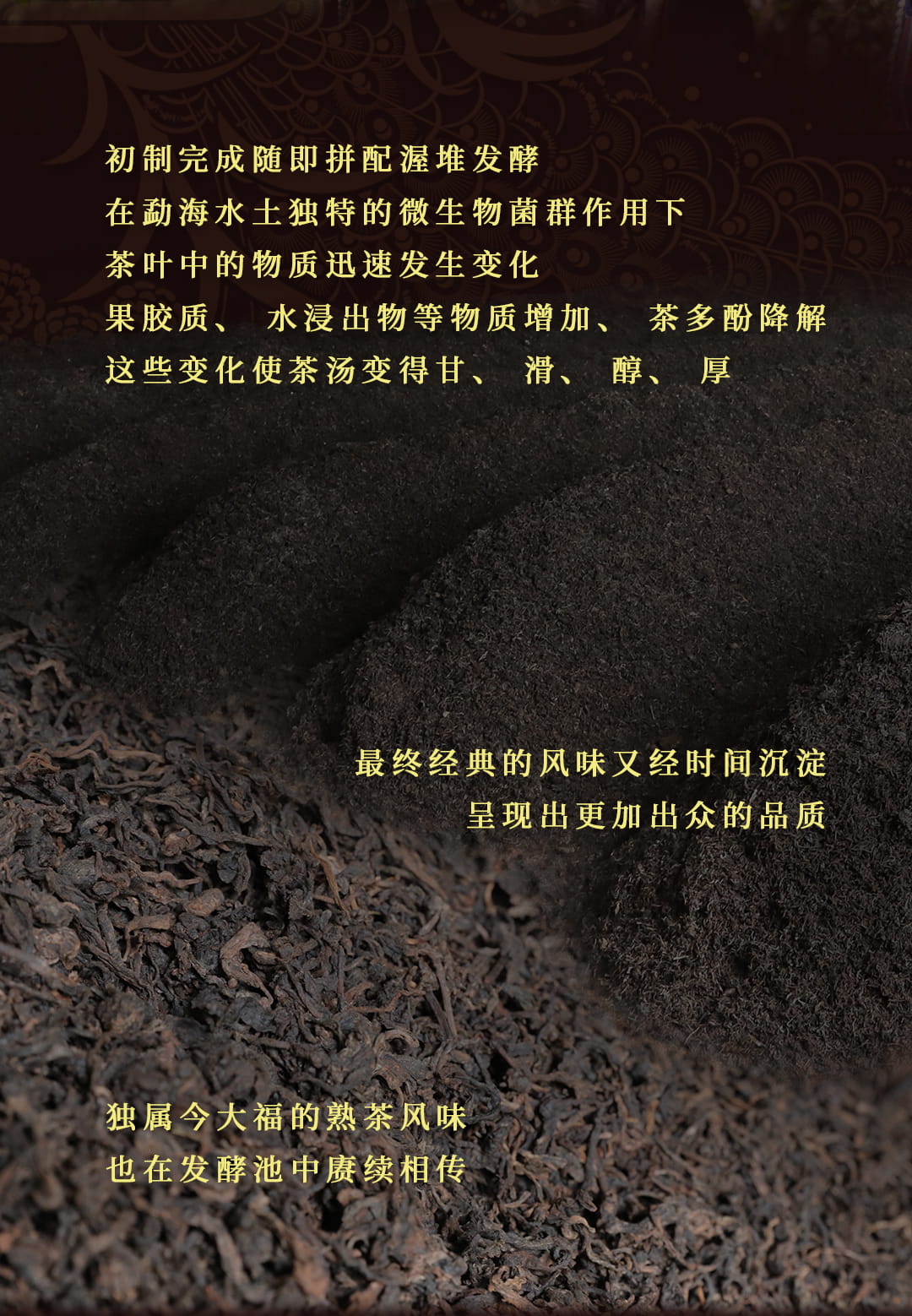 今大福2022年孔雀熟沱 今大福2022年孔雀熟沱