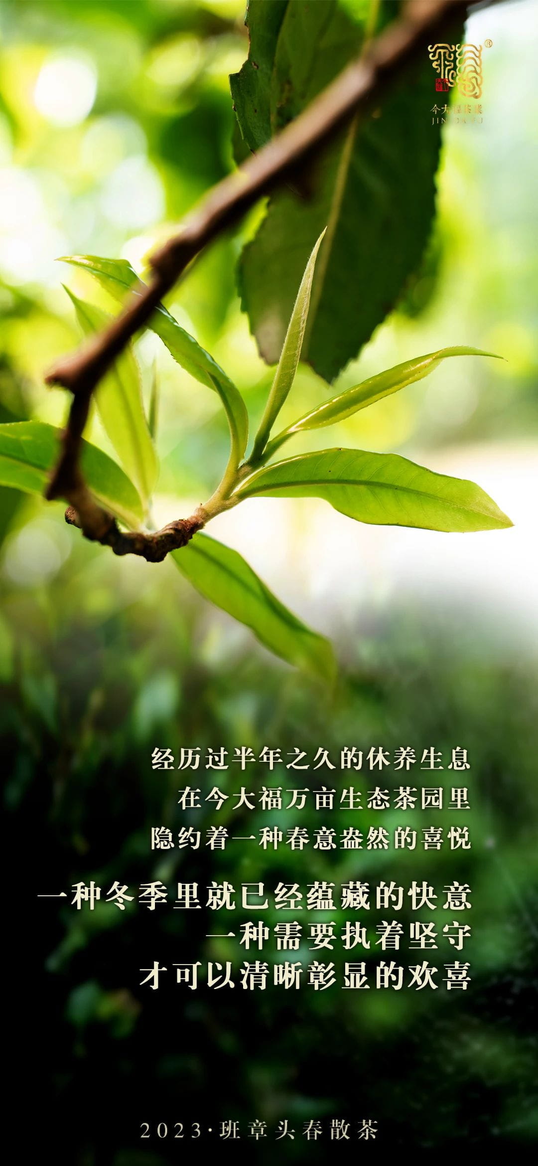 今大福2021年班章頭春散茶