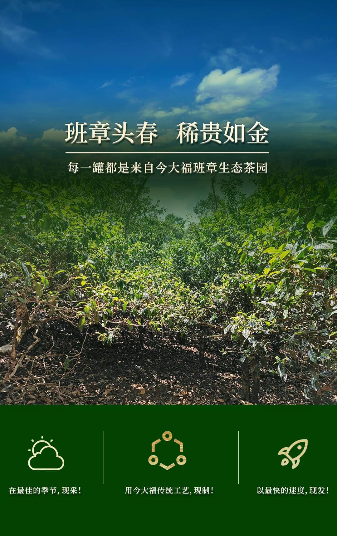 今大福2021年班章頭春散茶
