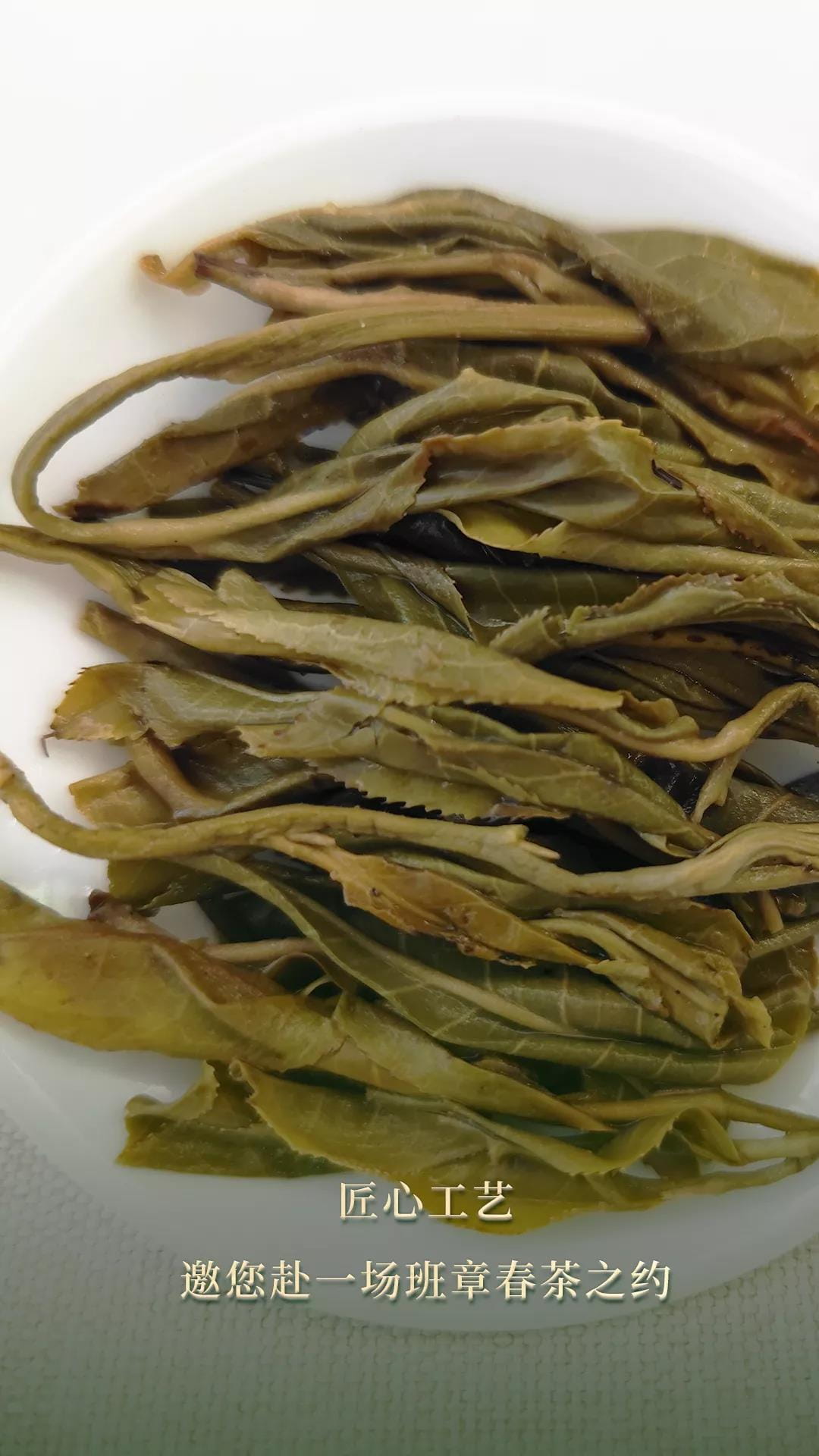 今大福2021年班章頭春散茶