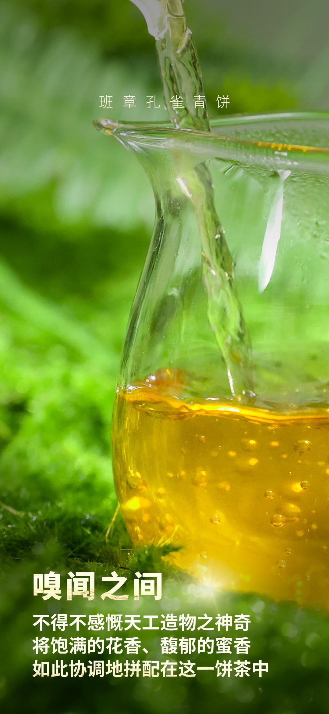 今大福2023年班章孔雀青餅 今大福2023年班章孔雀青餅