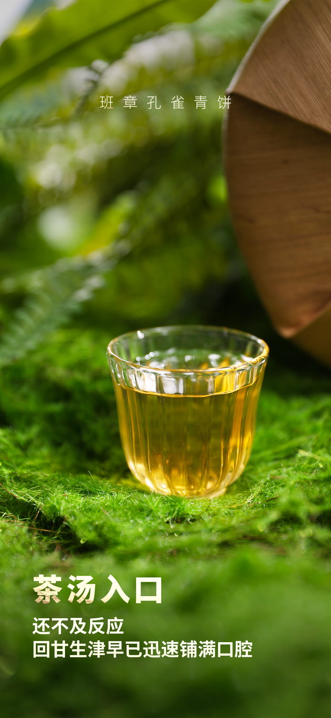 今大福2023年班章孔雀青餅 今大福2023年班章孔雀青餅