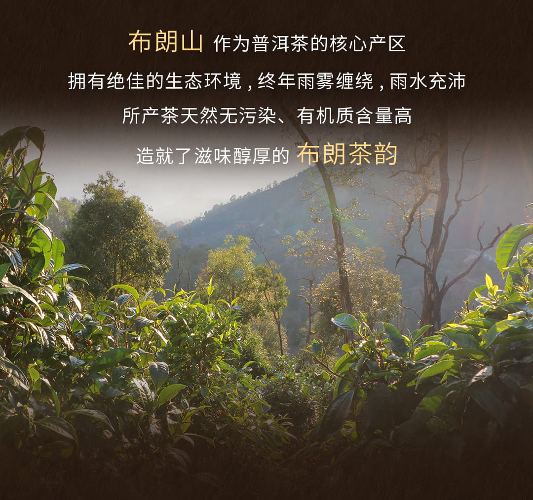 今大福2022年原生態熟茶