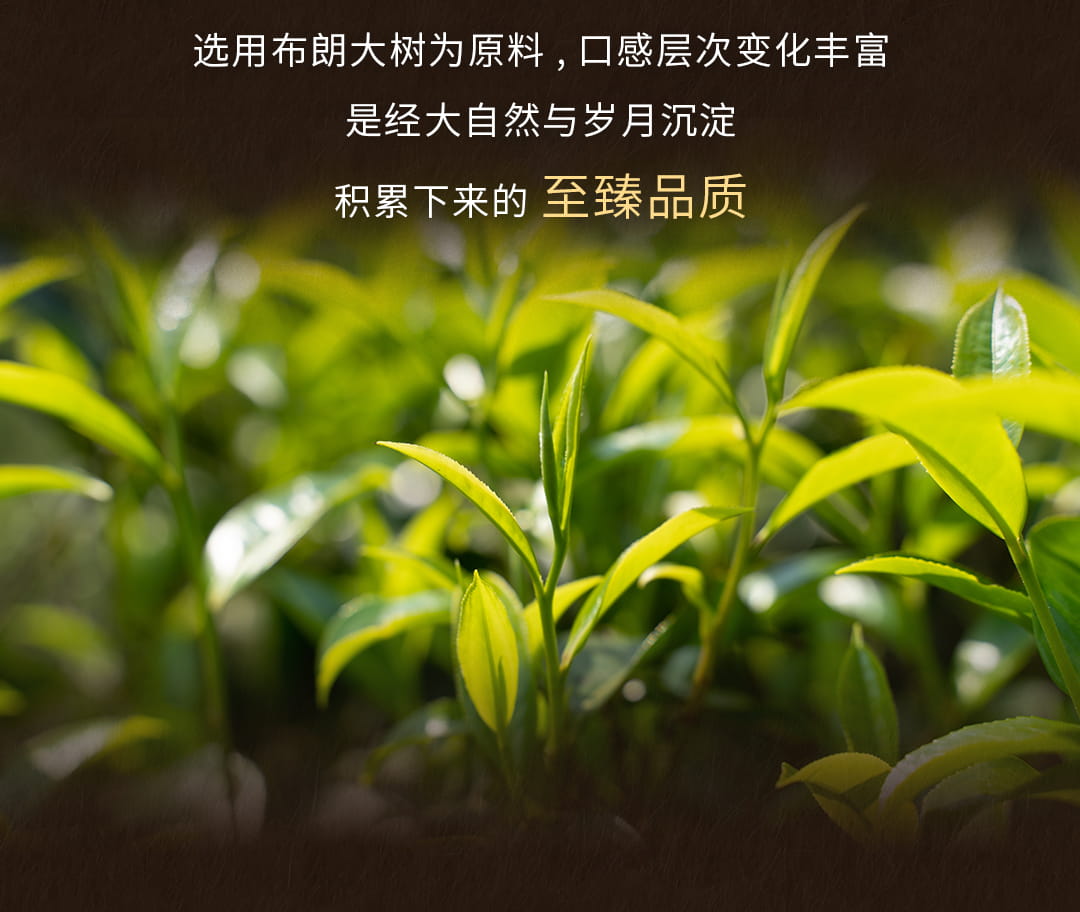 今大福2022年原生態熟茶