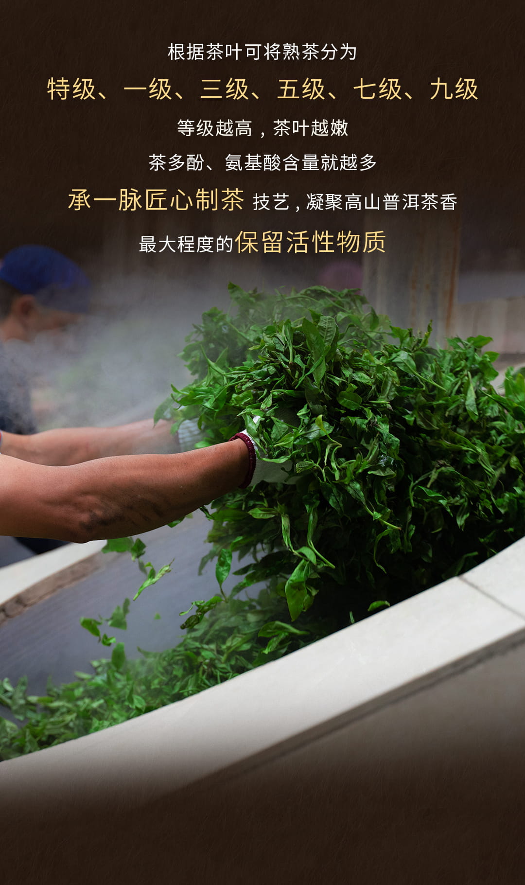 今大福2022年原生態熟茶