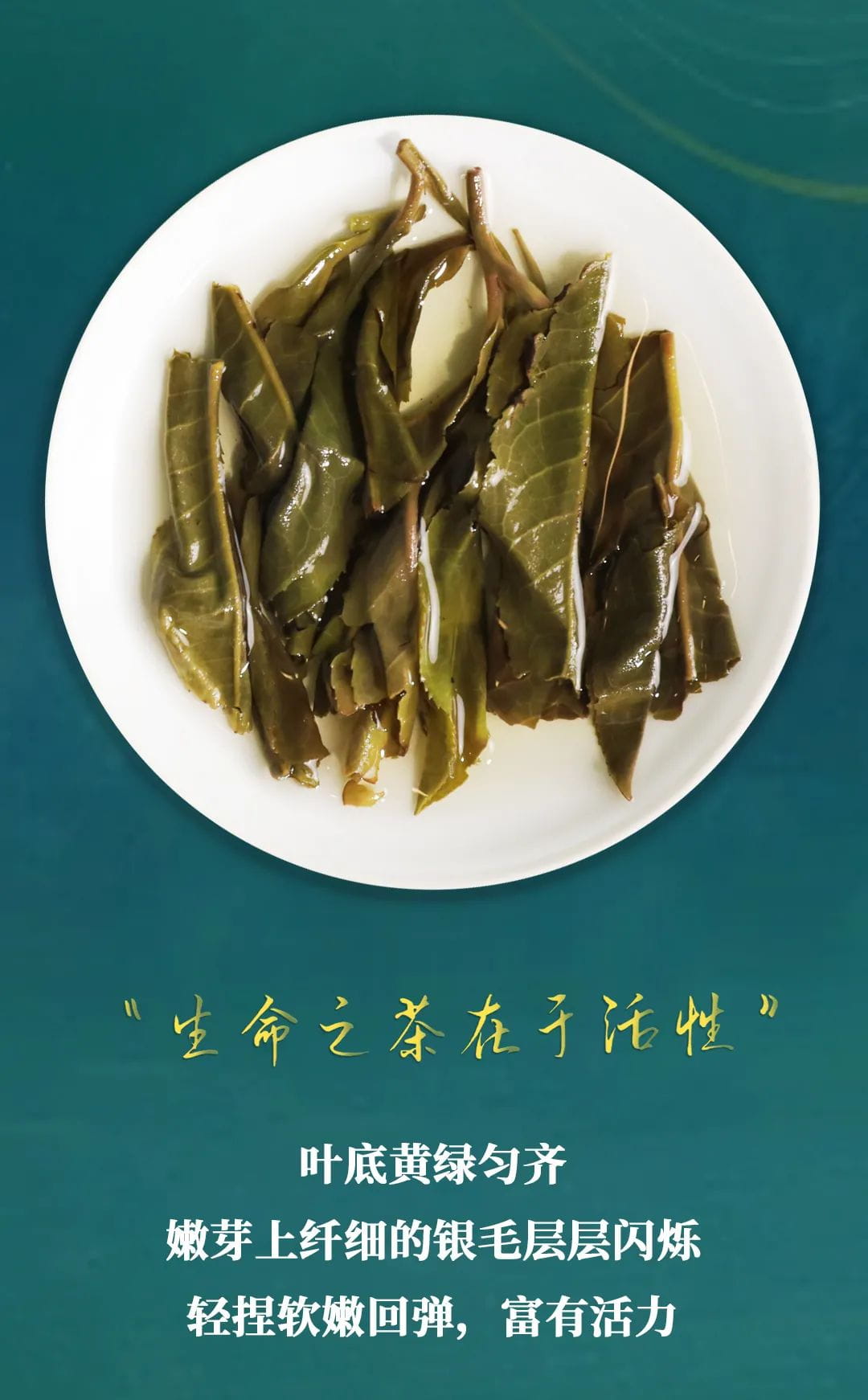 今大福2022年班章一級青餅 今大福2022年班章一級青餅