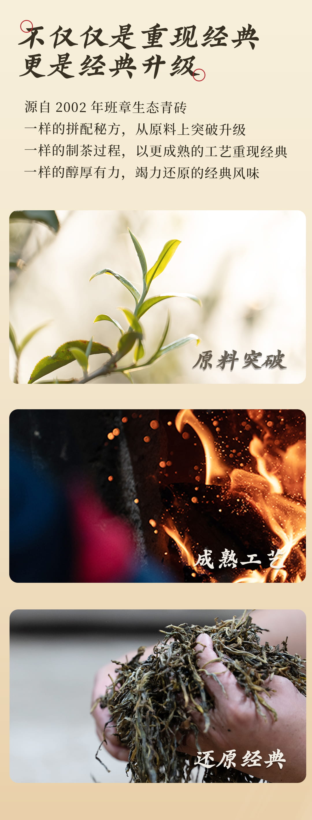 今大福2022年班章喬木生態磚 今大福2022年班章喬木生態磚