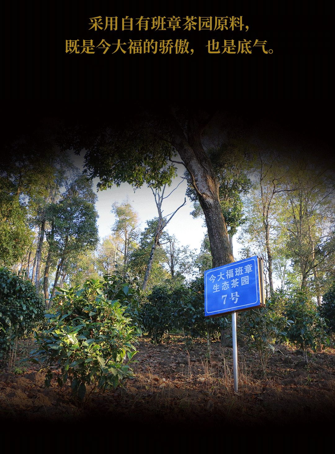 今大福2020年班章起福金磚