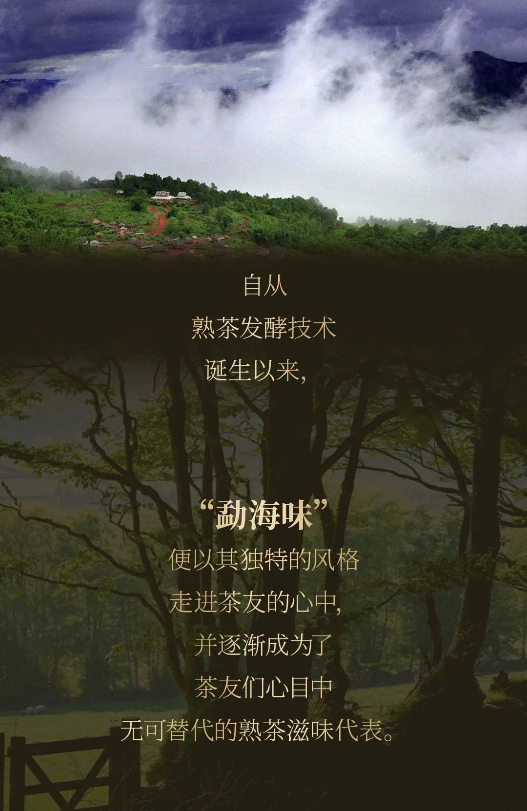 今大福2020年班章大二號熟餅