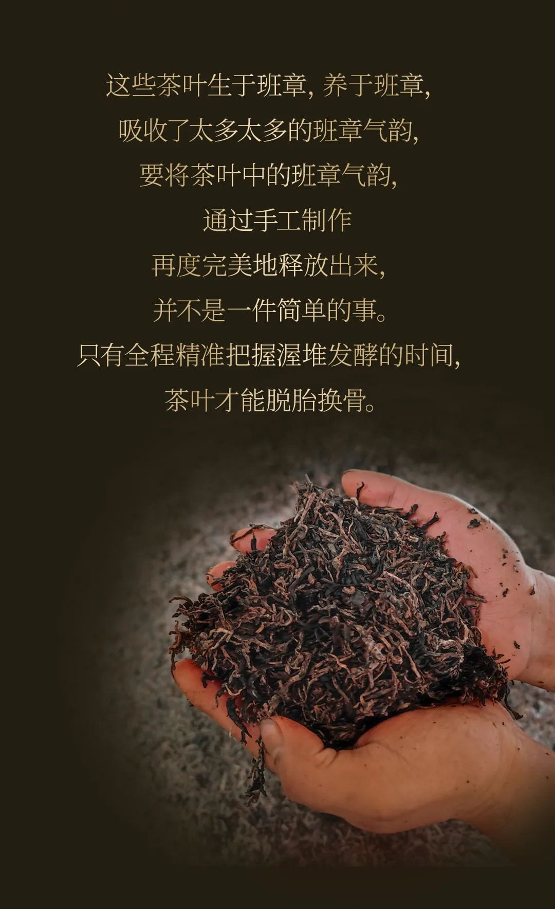 今大福2020年班章大二號熟餅