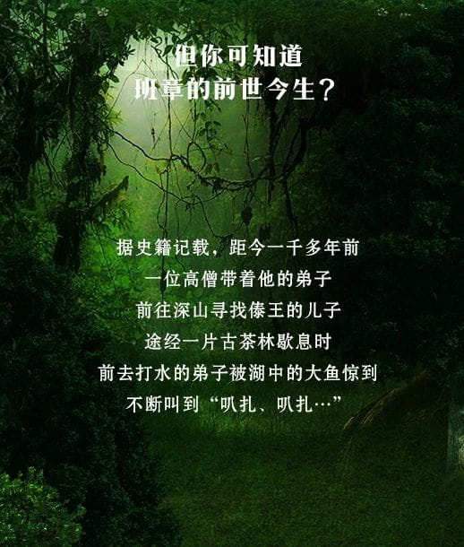 今大福2021年班章秘境青餅 今大福2021年班章秘境青餅