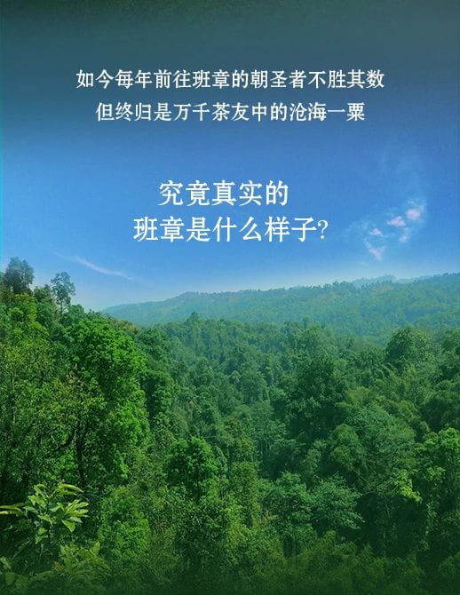 今大福2021年班章秘境青餅 今大福2021年班章秘境青餅
