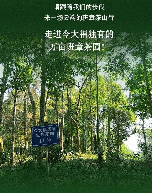 今大福2021年班章秘境青餅 今大福2021年班章秘境青餅