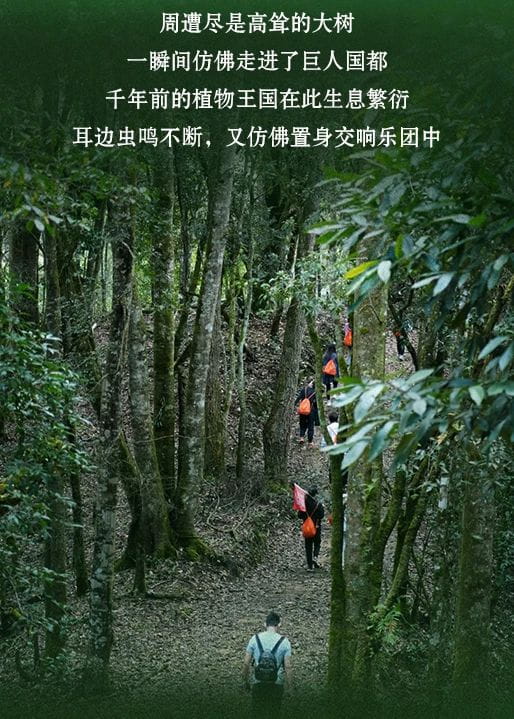 今大福2021年班章秘境青餅 今大福2021年班章秘境青餅