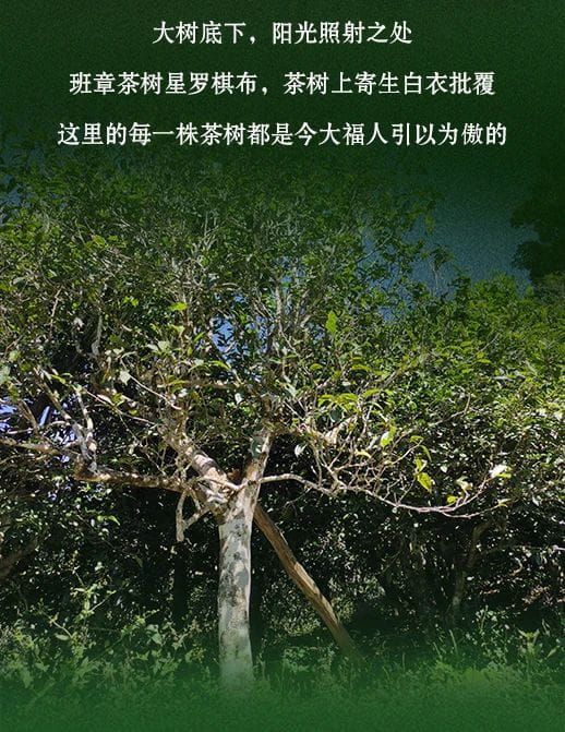 今大福2021年班章秘境青餅 今大福2021年班章秘境青餅