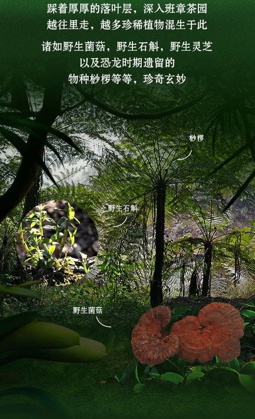 今大福2021年班章秘境青餅 今大福2021年班章秘境青餅