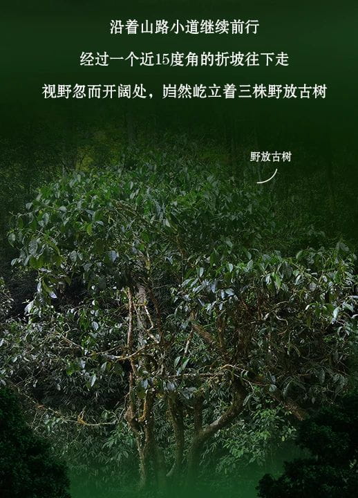 今大福2021年班章秘境青餅 今大福2021年班章秘境青餅