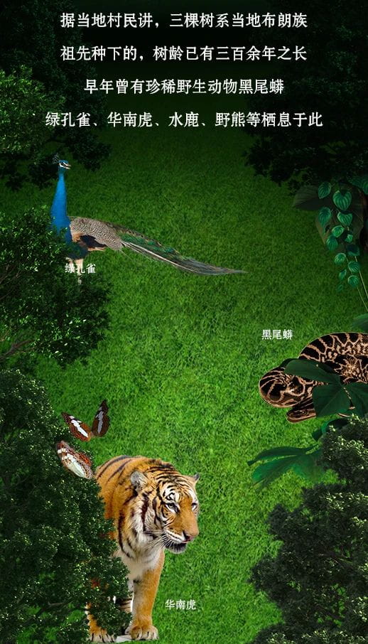 今大福2021年班章秘境青餅 今大福2021年班章秘境青餅