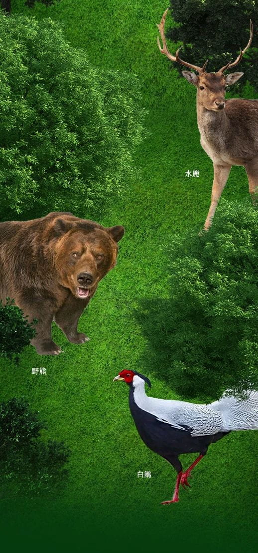 今大福2021年班章秘境青餅 今大福2021年班章秘境青餅