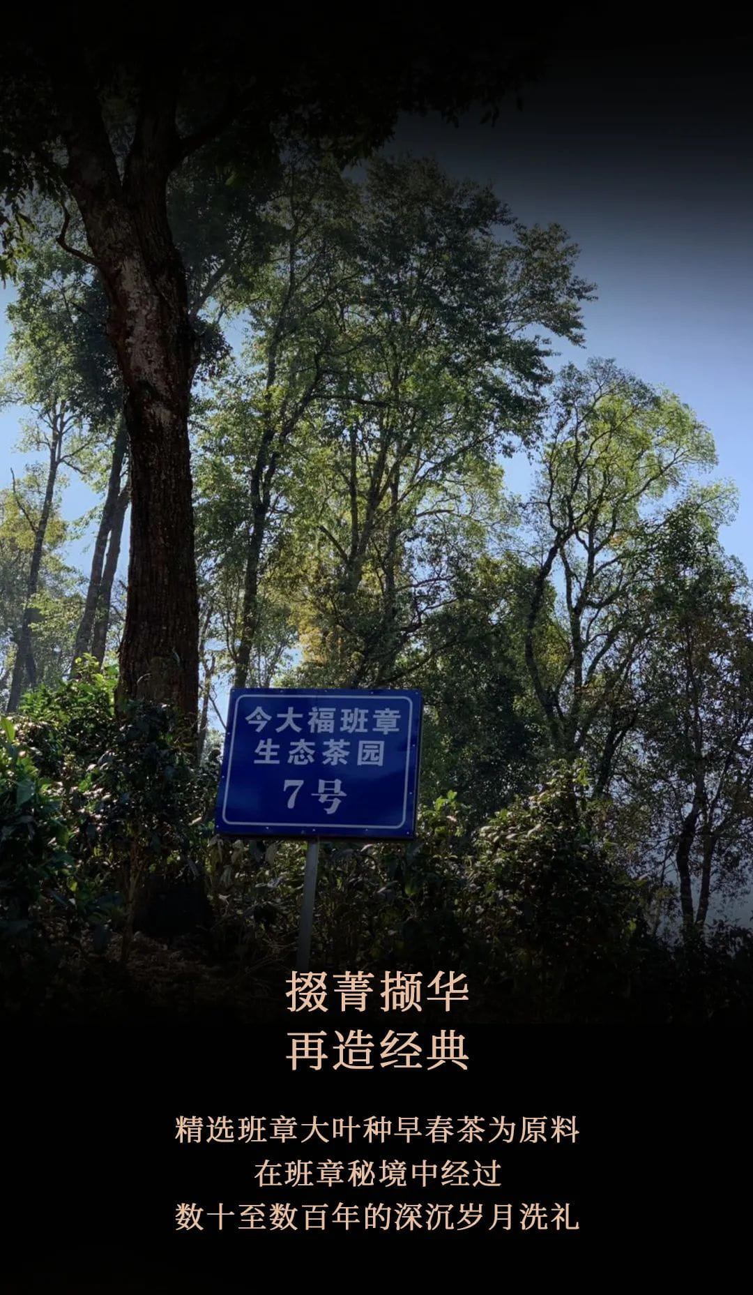 今大福2021年班章四星大白菜青餅 今大福2021年班章四星大白菜青餅