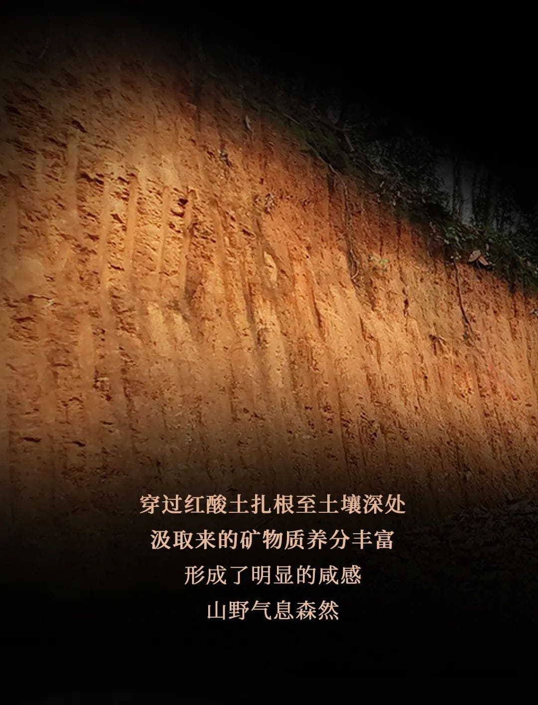 今大福2021年班章四星大白菜青餅 今大福2021年班章四星大白菜青餅