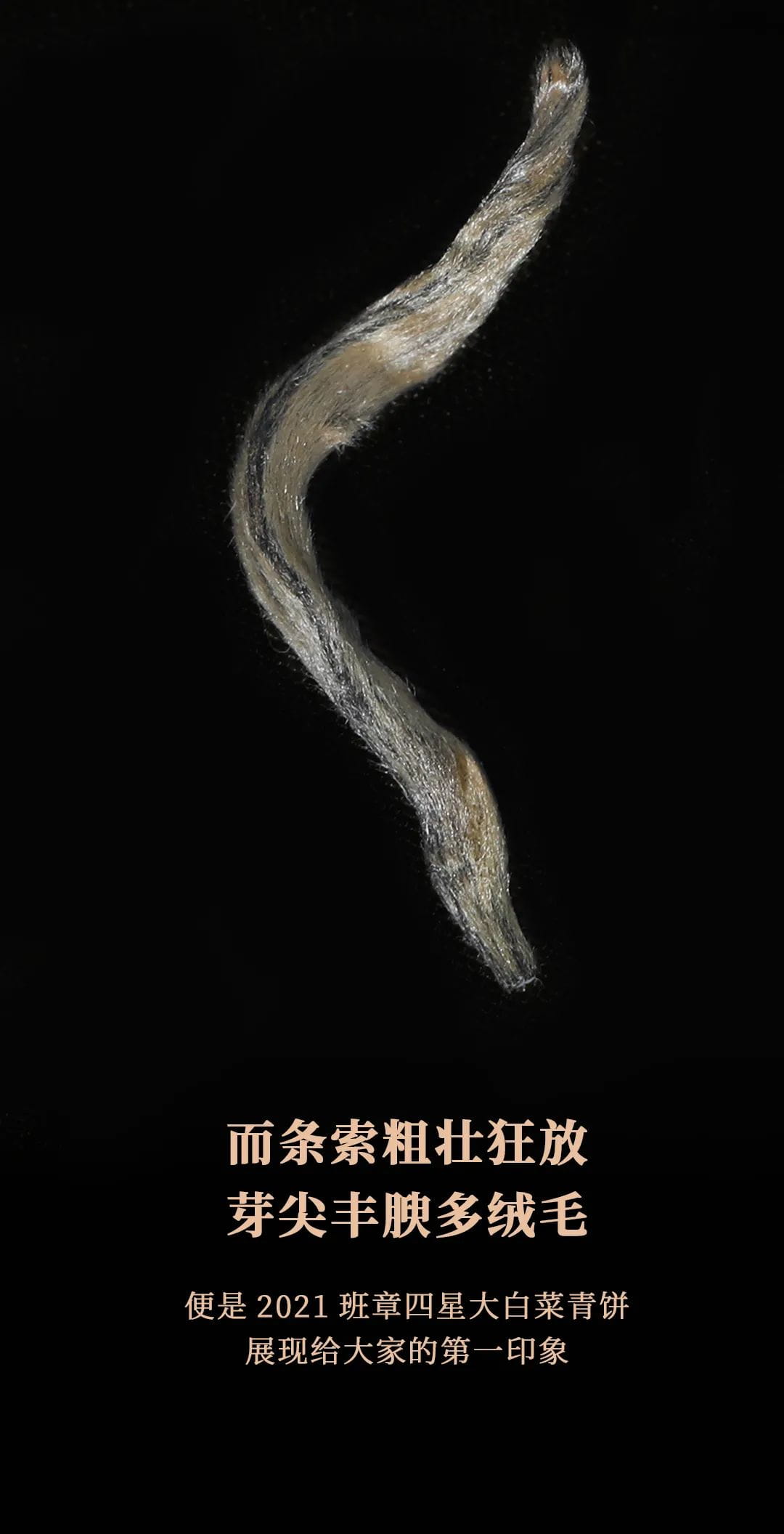 今大福2021年班章四星大白菜青餅 今大福2021年班章四星大白菜青餅