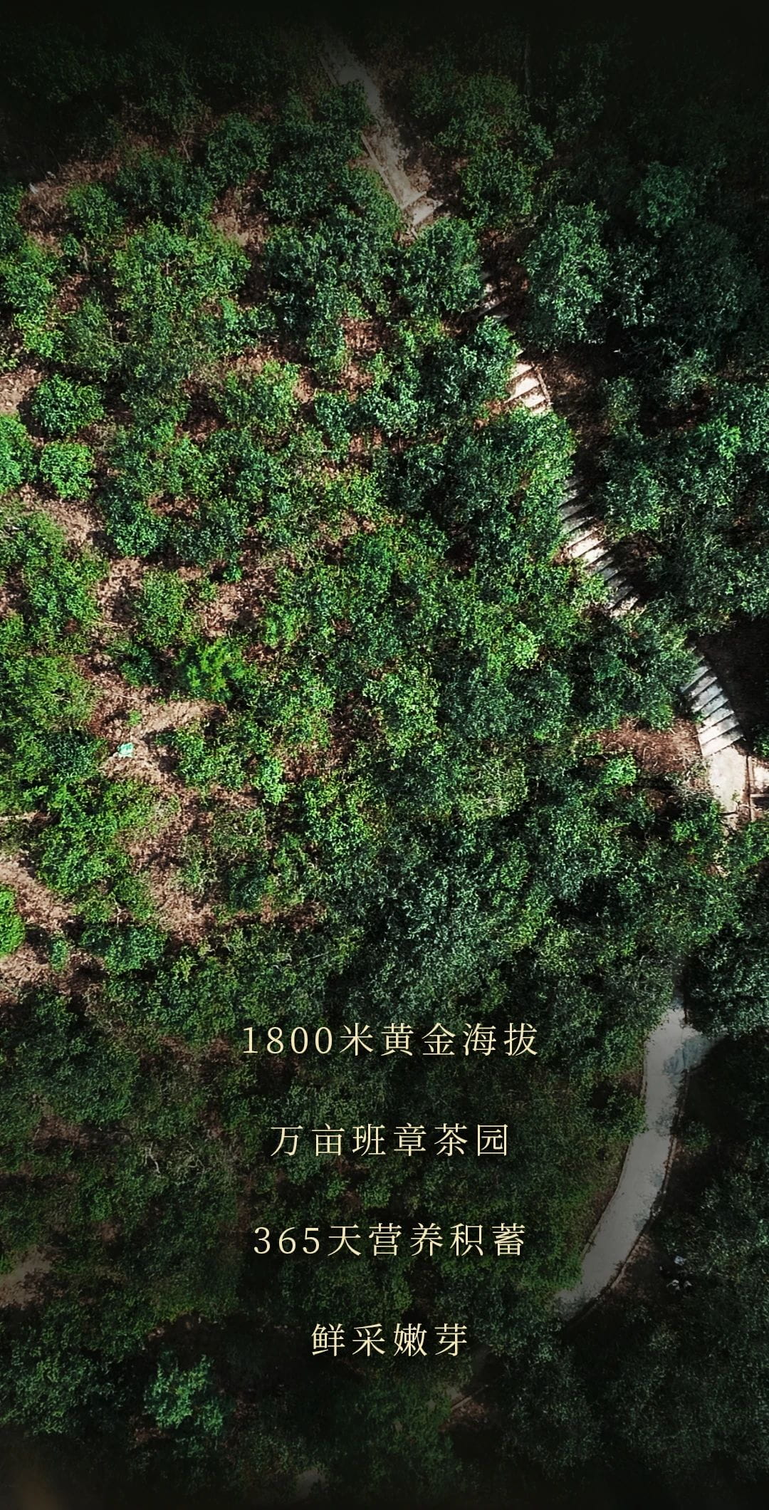 今大福2021班章精品青餅