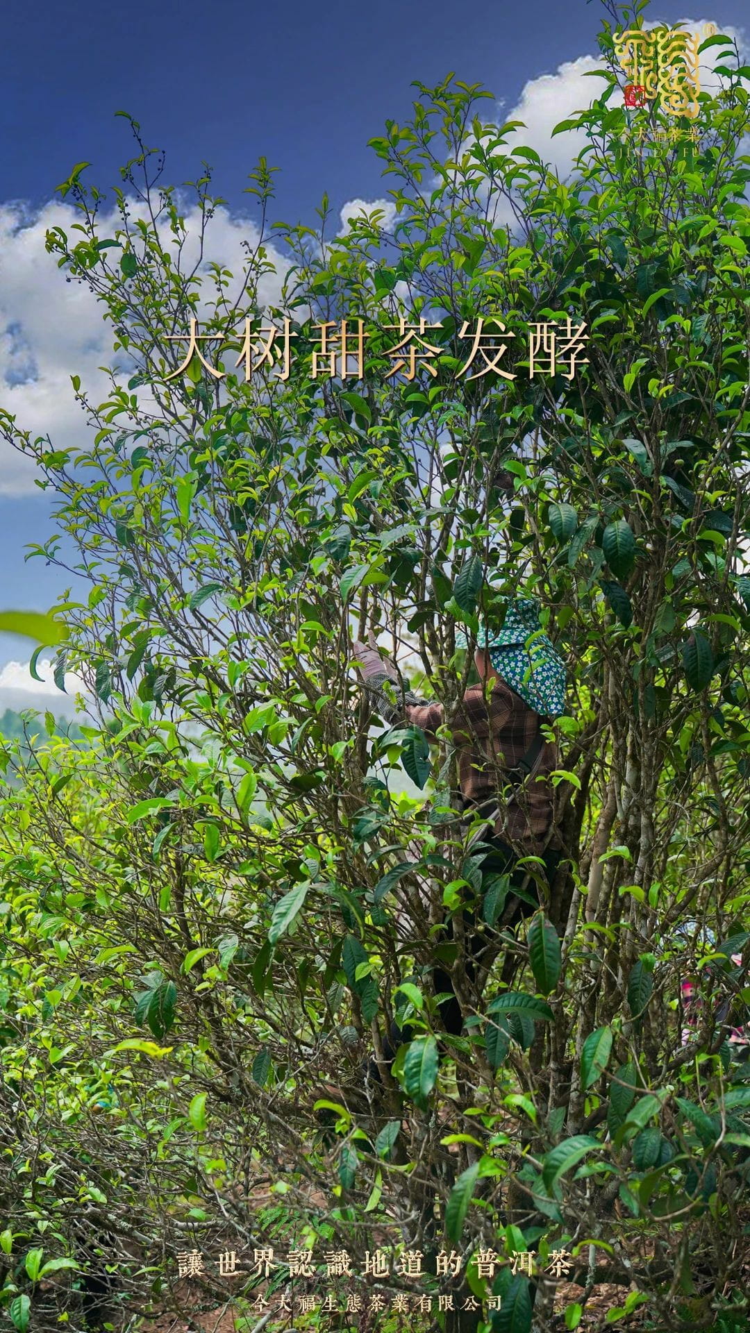 今大福2020年大象生態熟餅 今大福2020年大象生態熟餅