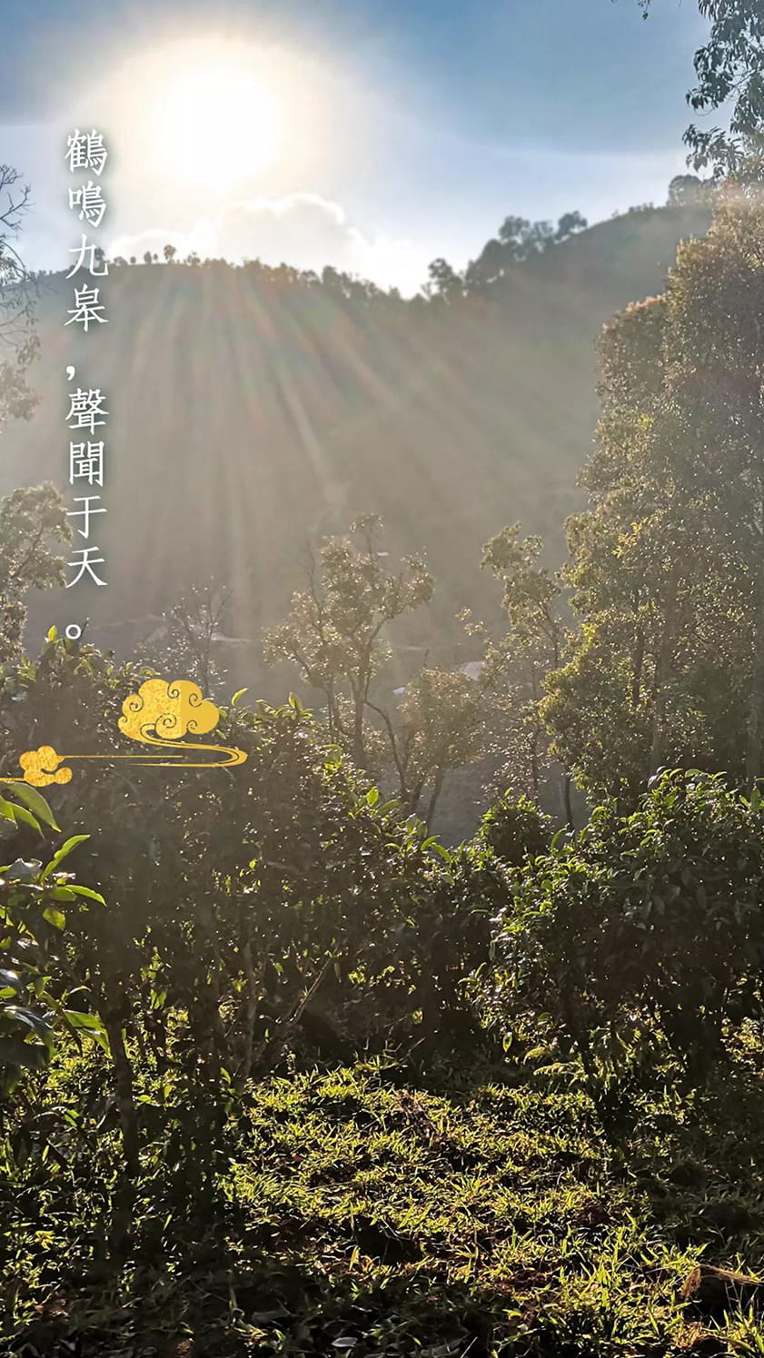 今大福2020年班章福鶴青餅