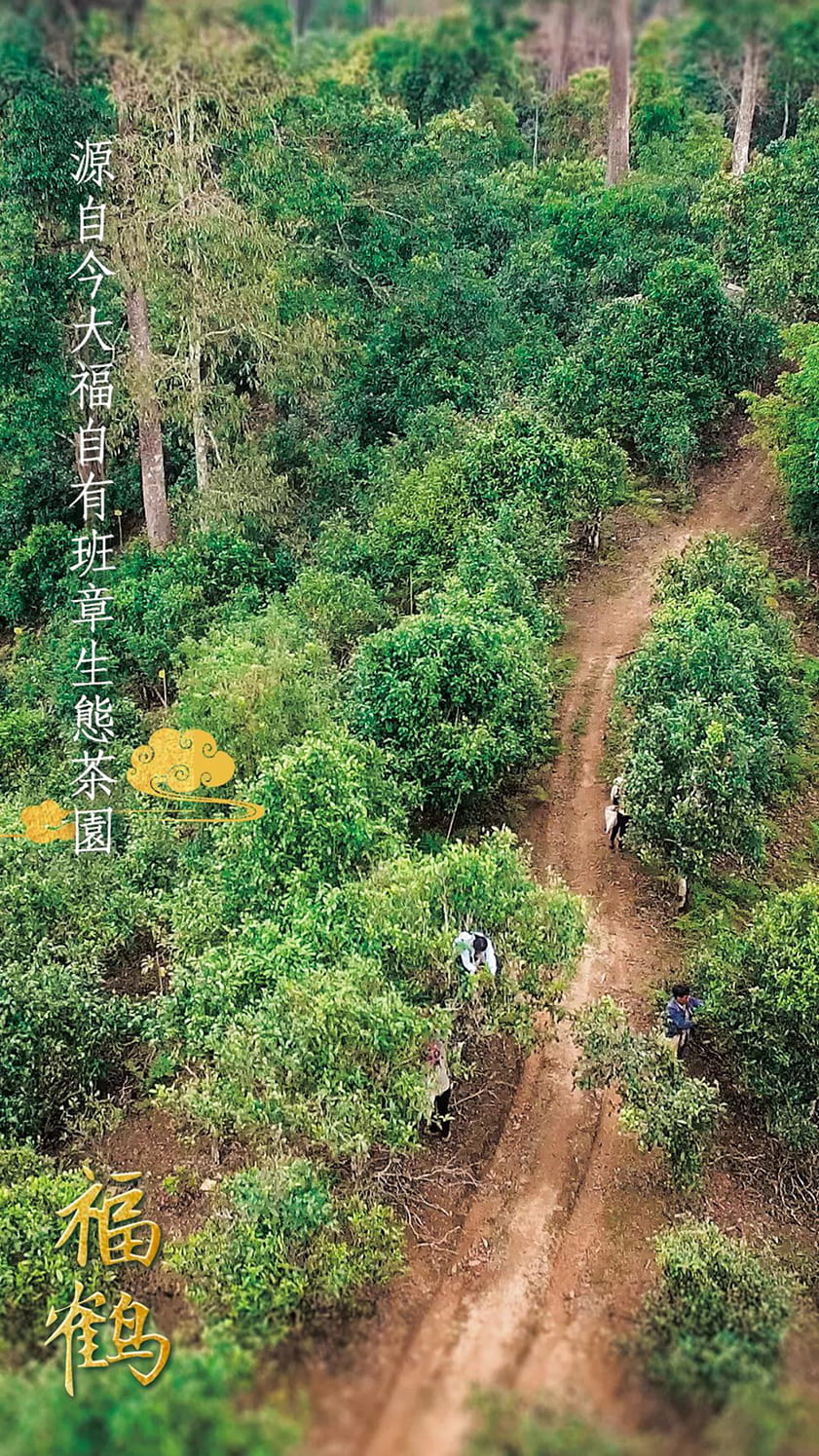 今大福2020年班章福鶴青餅