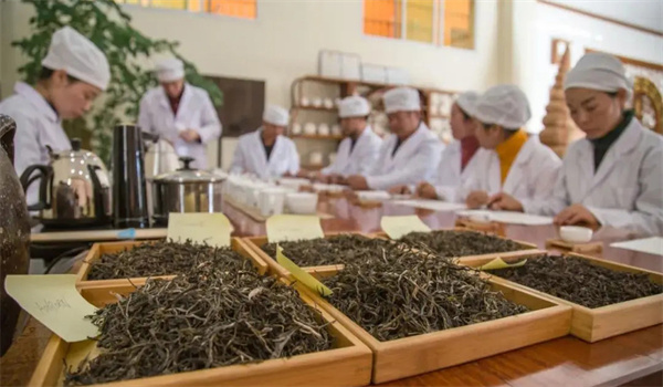 今大福茶葉拼配:一門高深的技術與學問