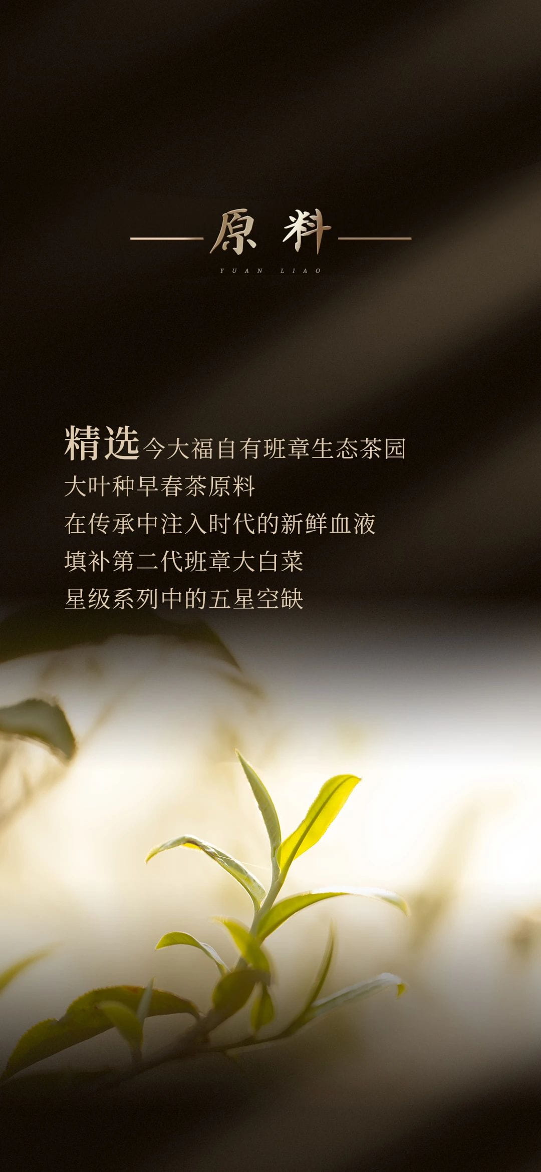 今大福2023年班章五星大白菜青餅