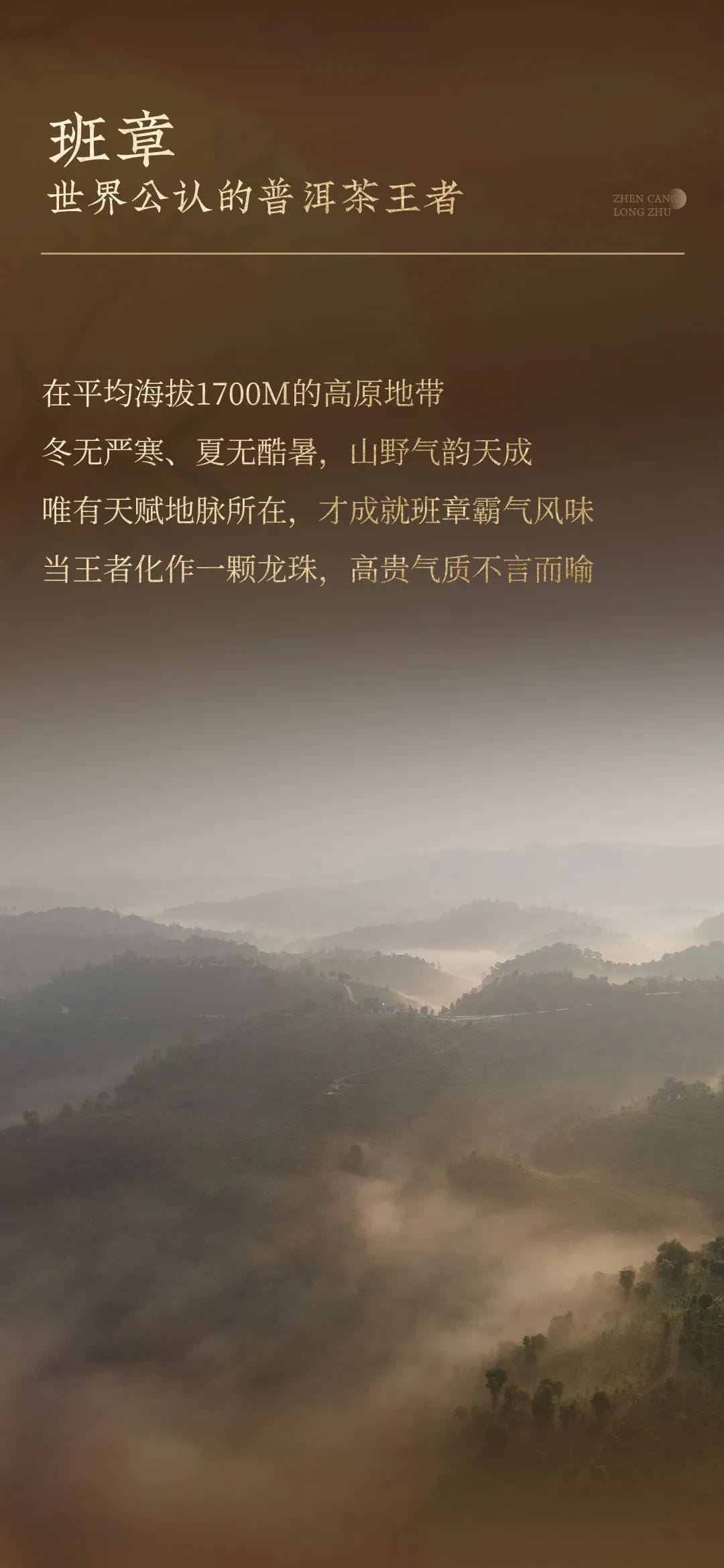 今大福2023年生態古樹珍藏龍珠