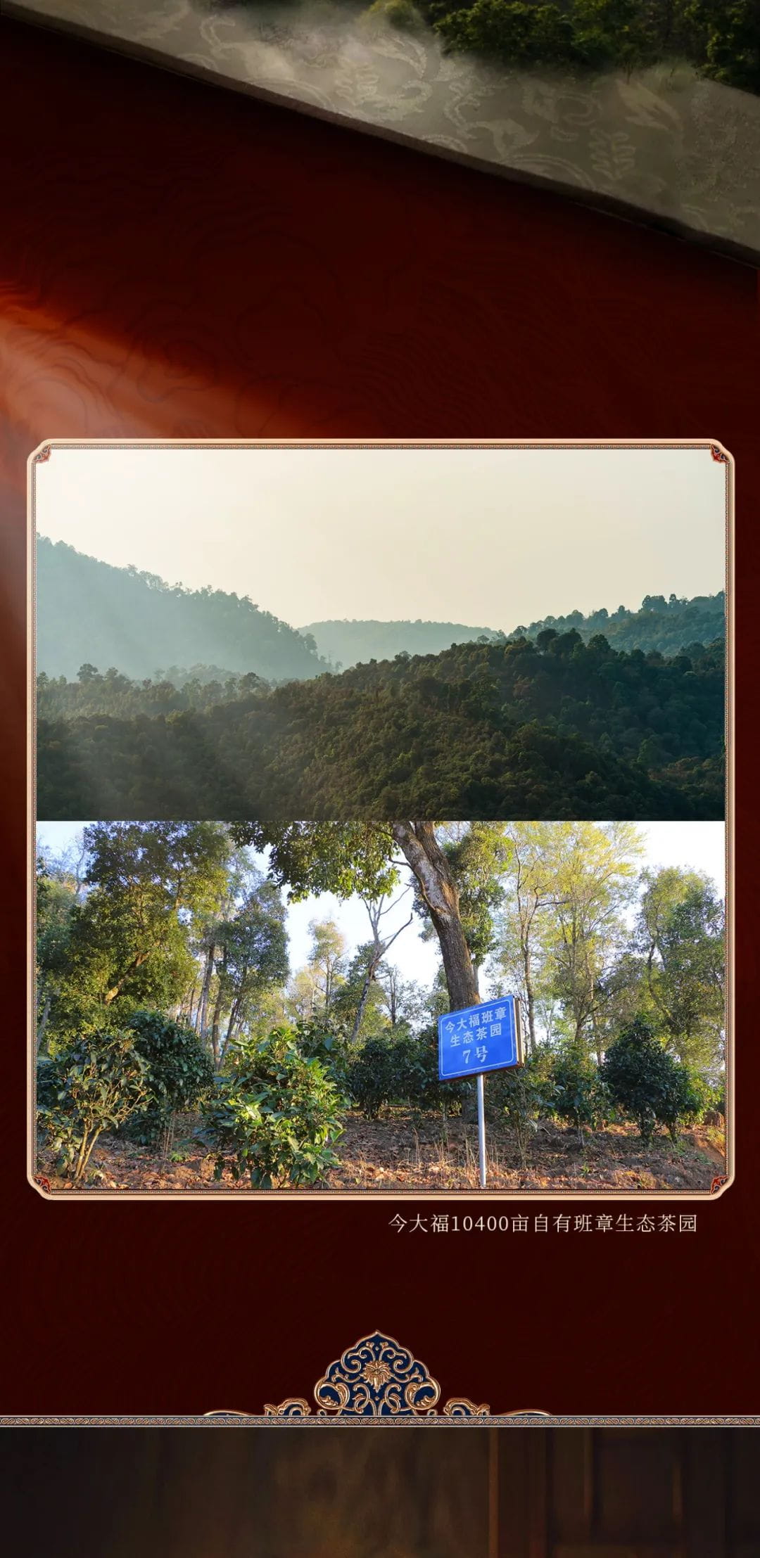 今大福2023年班章生態喬木沱茶(限量珍藏版)