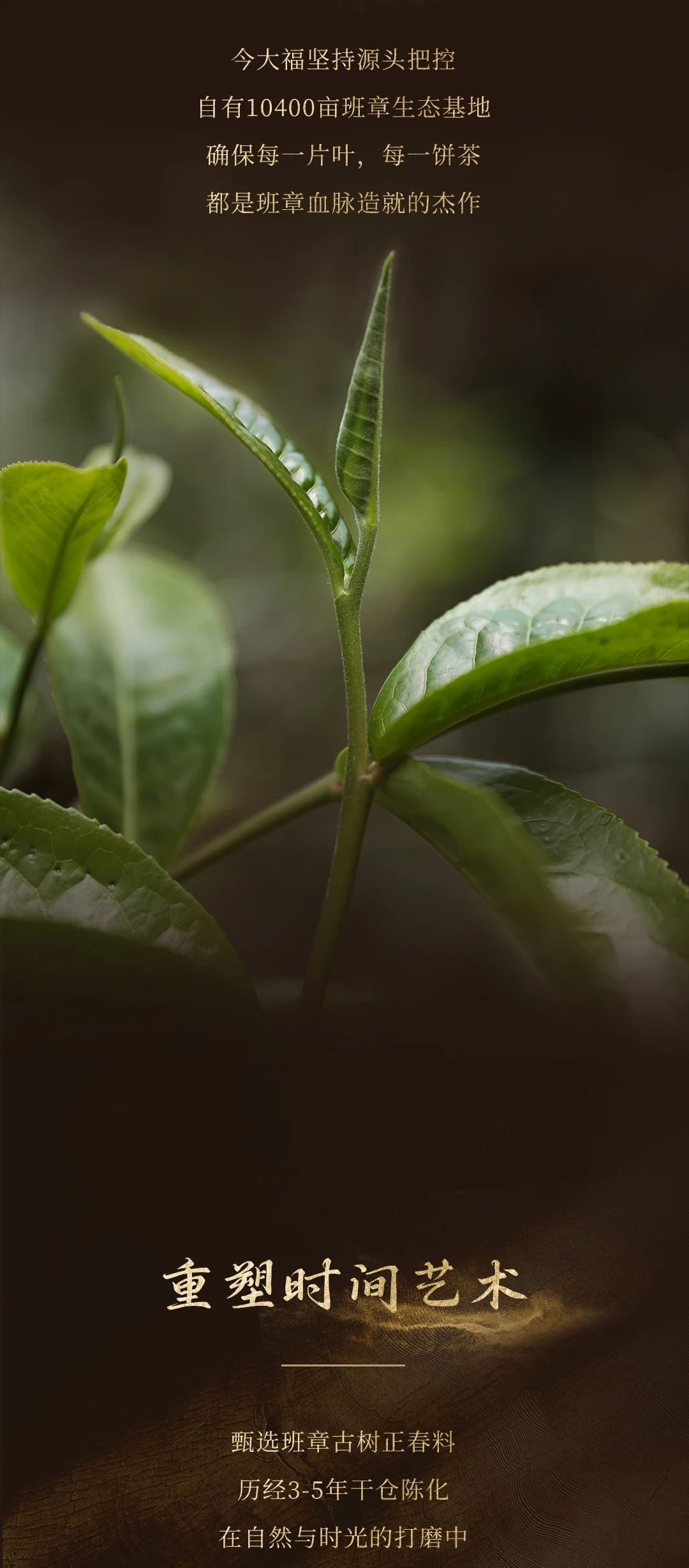 今大福2024年班章特制青餅
