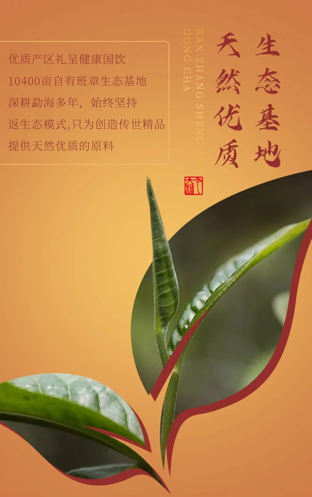 今大福2024年班章孔雀生態貢茶