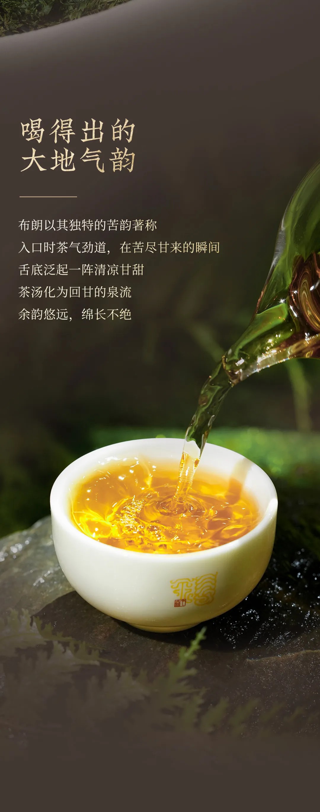 今大福2024年布朗銀磚生茶