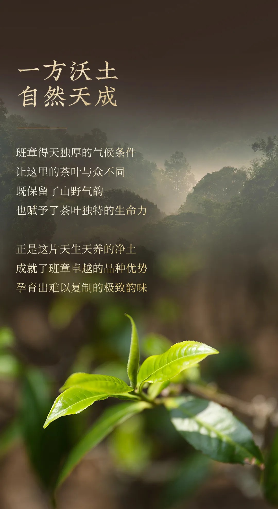 今大福2024年班章金磚生茶