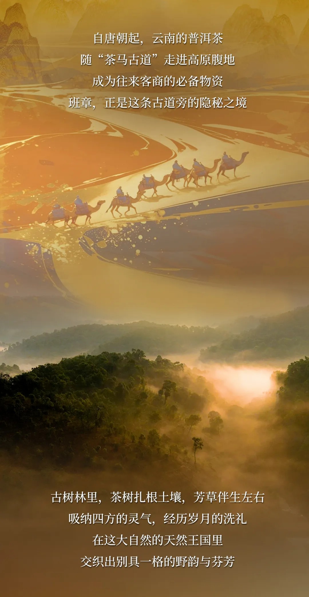 今大福2024年班章金韻青餅