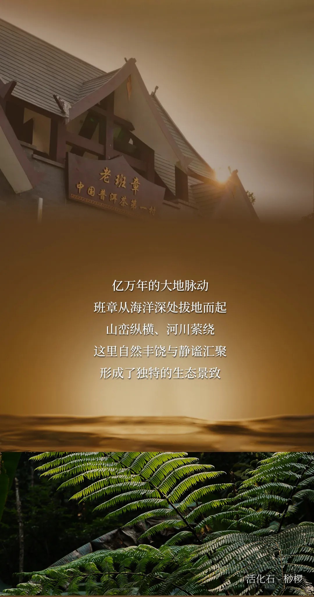 今大福2024年班章金韻青餅