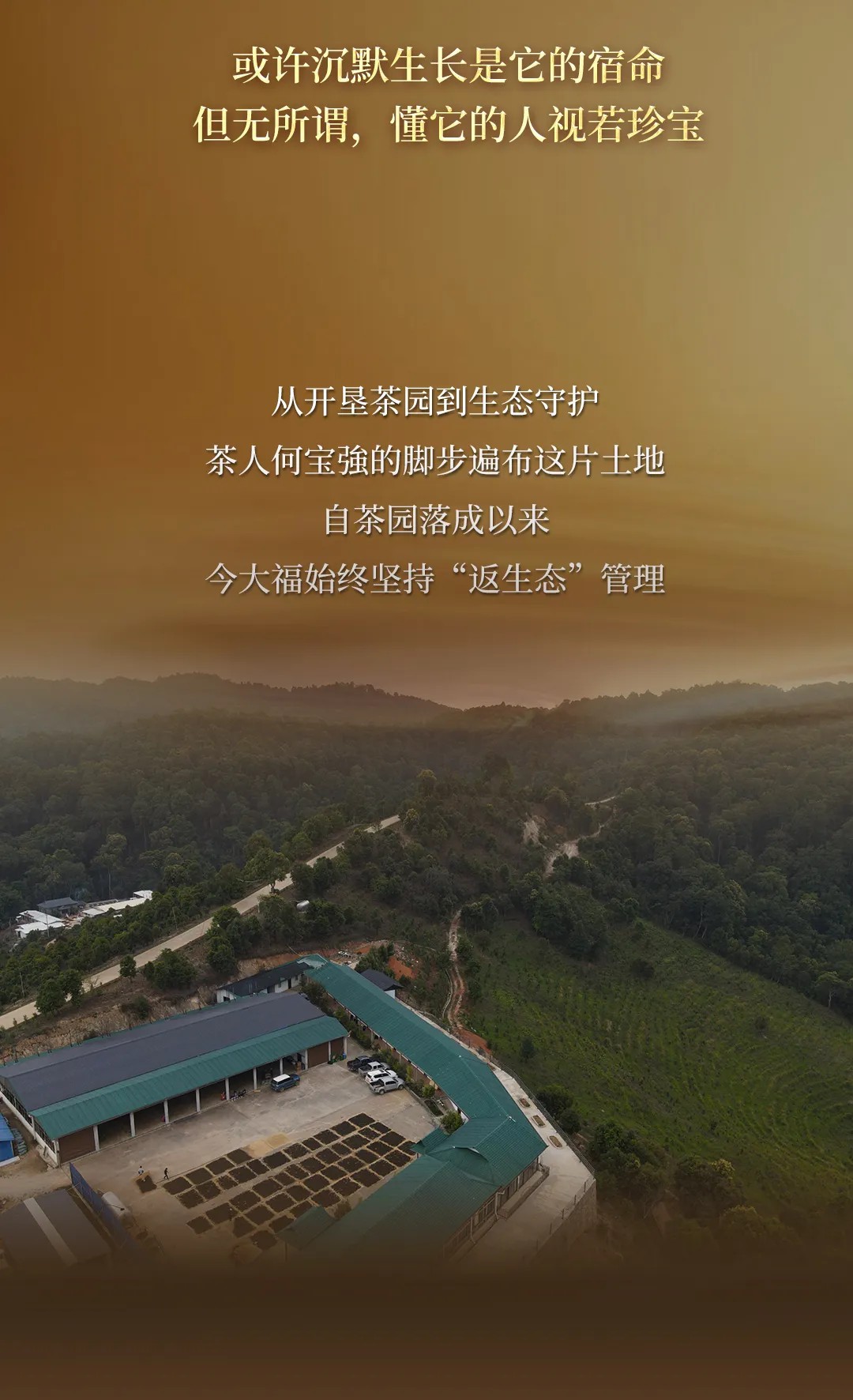 今大福2024年班章金韻青餅