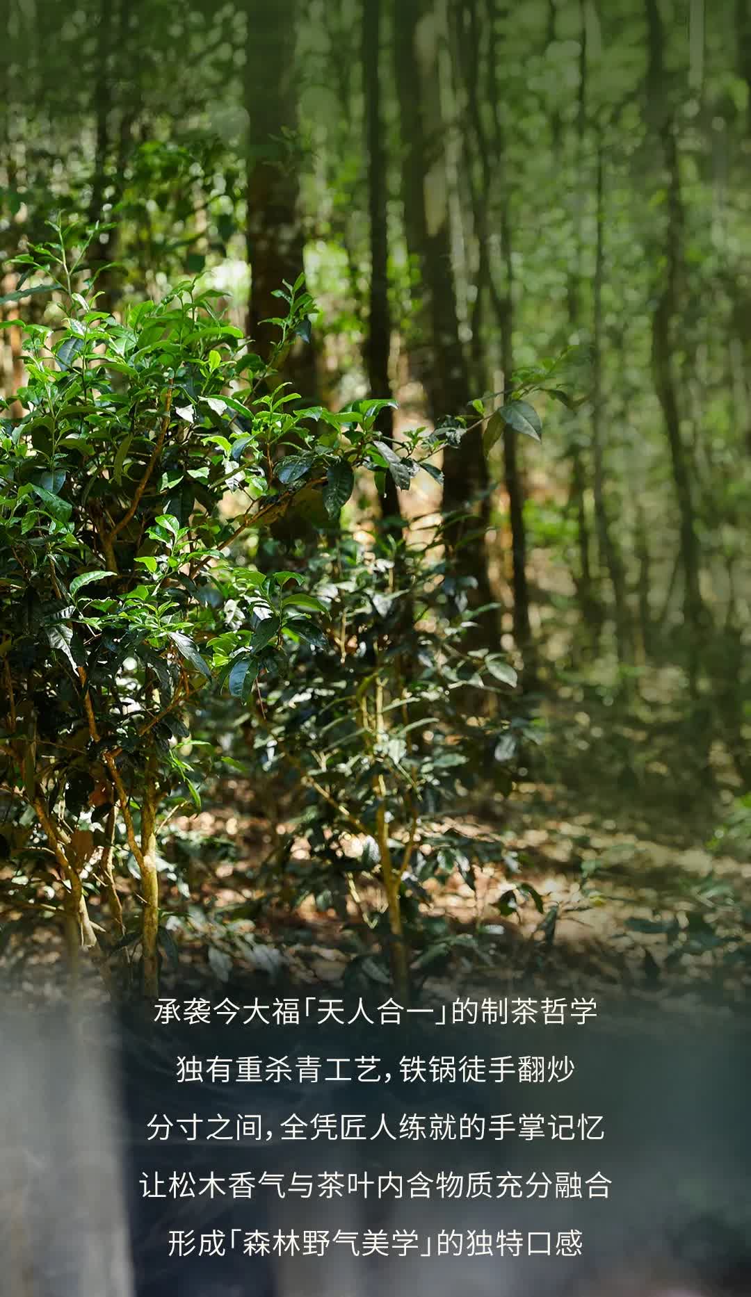 今大福2025年森林班章青餅” /><br /> </span> </p><p class=